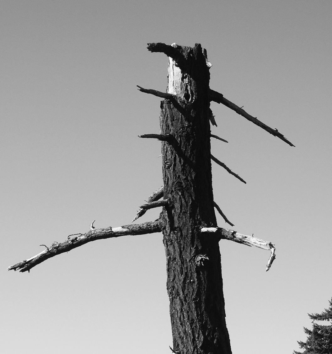 image of dead tree
